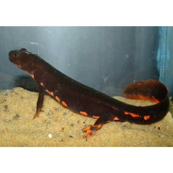 Paddletail Newts (Pachytriton labiatus)