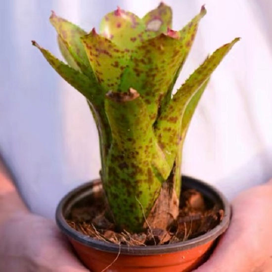 Night spot (Bromeliad neoregelia)