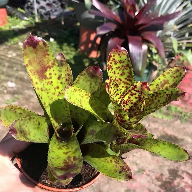 Night spot (Bromeliad neoregelia)