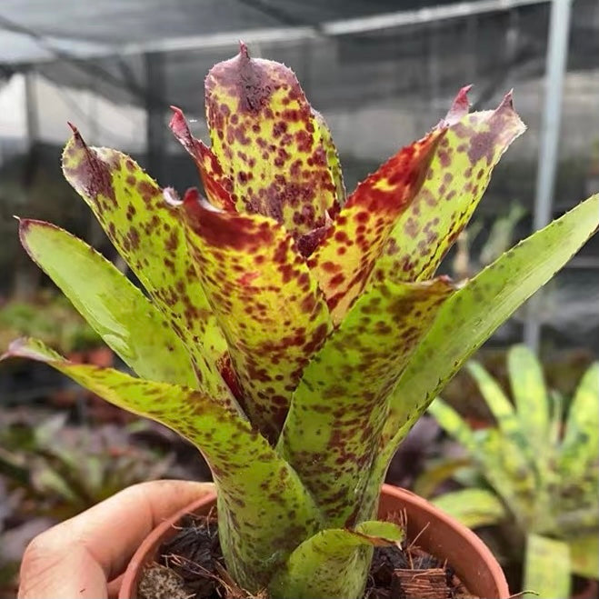 Night spot (Bromeliad neoregelia)