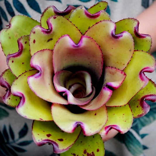 Ninja pink (Bromeliad  Neoregelia)