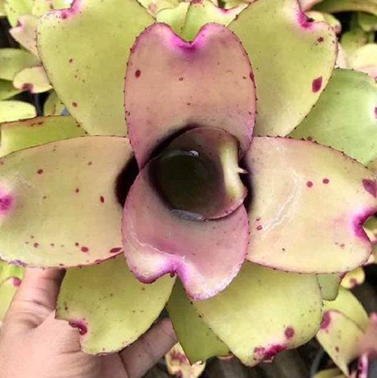 Ninja pink (Bromeliad Neoregelia)