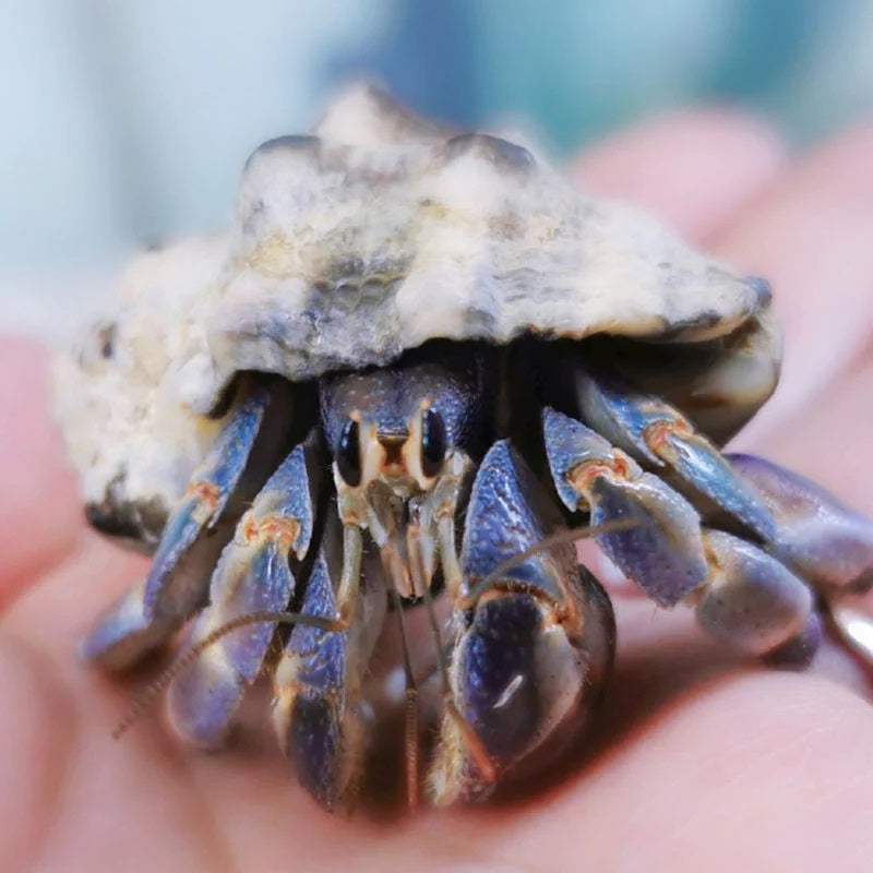 Komurasaki Land Hermit Crab ( Coenobita violascens )