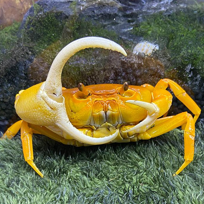 Freshwater crabs for sale near sales me
