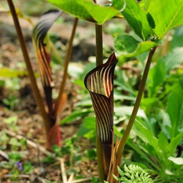 Arisaema bockii