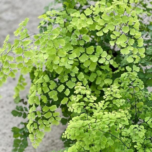 Adiantum capillus-veneris L.