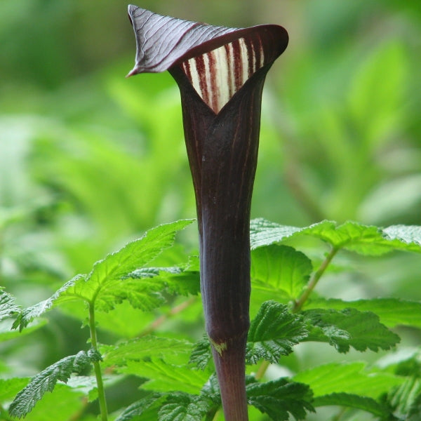 Arisaema bockii