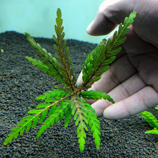 Fern Hygrophila (Hygrophila pinnatifida)