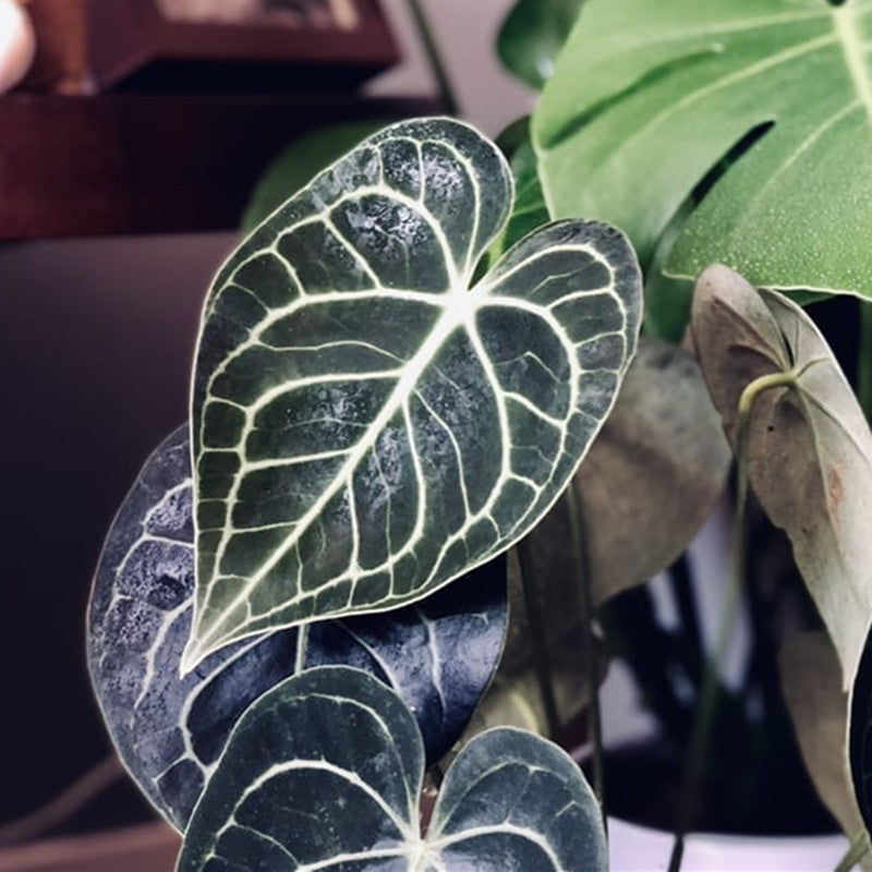 Velvet Cardboard Anthurium ( Anthurium clarinervium )