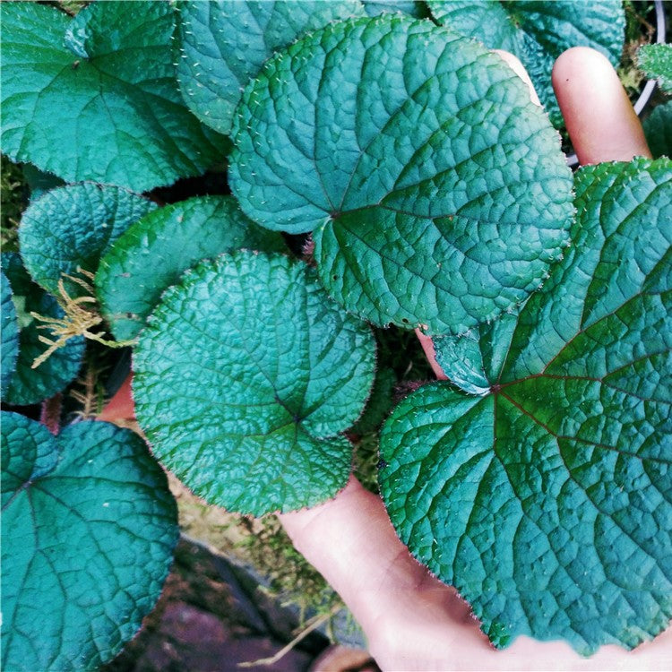 Begonia sp (Blue)