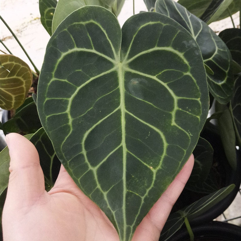 Velvet Cardboard Anthurium ( Anthurium clarinervium )
