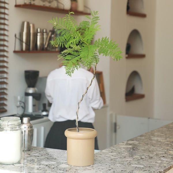 jacaranda mimosifolia bonsai tree for sale Jacaranda mimosifolia D. Don (Jacaranda Tree) for sale – My Home Nature