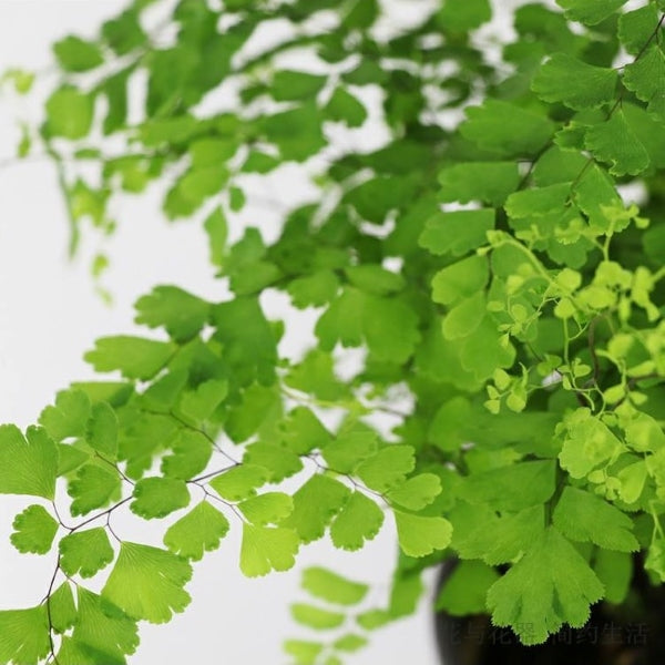 Adiantum capillus-veneris L.