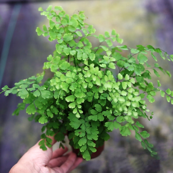 Adiantum capillus-veneris L.