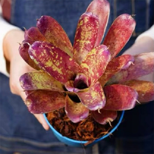Old Love Letter (Bromeliad Neoregelia)