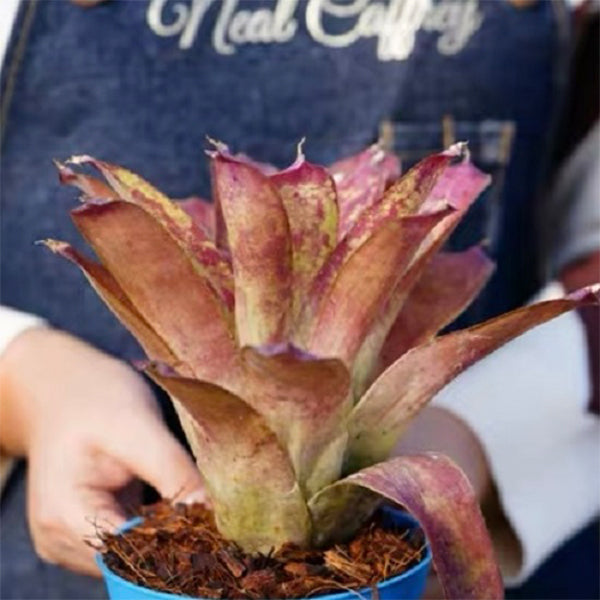 Old Love Letter (Bromeliad Neoregelia)