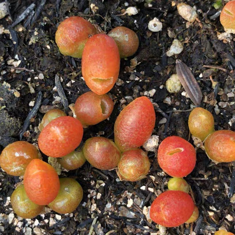 Oophytum oviforme