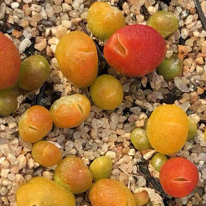 Oophytum oviforme