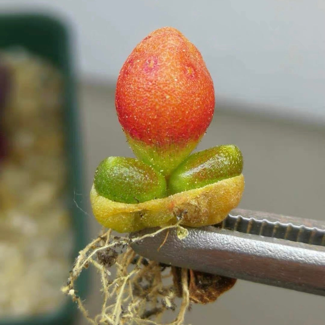 Oophytum oviforme