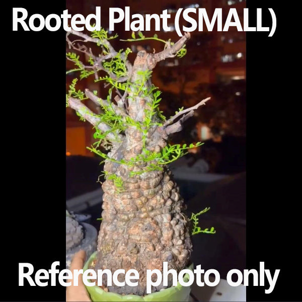 Operculicarya pachypus