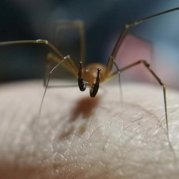 Opiliones sp. yellow body