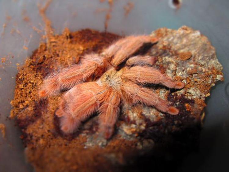 Orange Tree Spider (Tapinauchenius gigas)