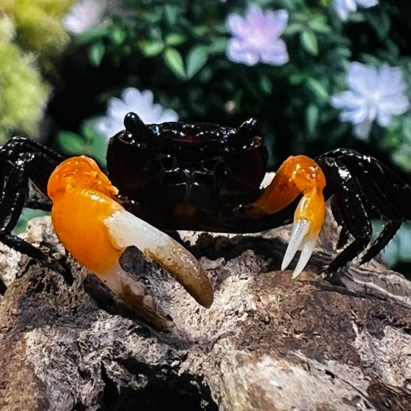 Orange Arm Ninja Crab (Lepidothelphusa sp orange)