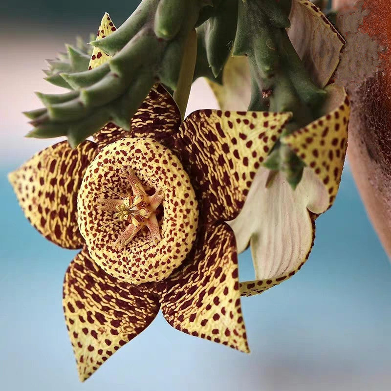 Orbea variegate