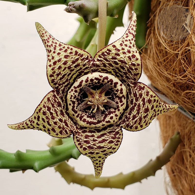 Orbea variegate