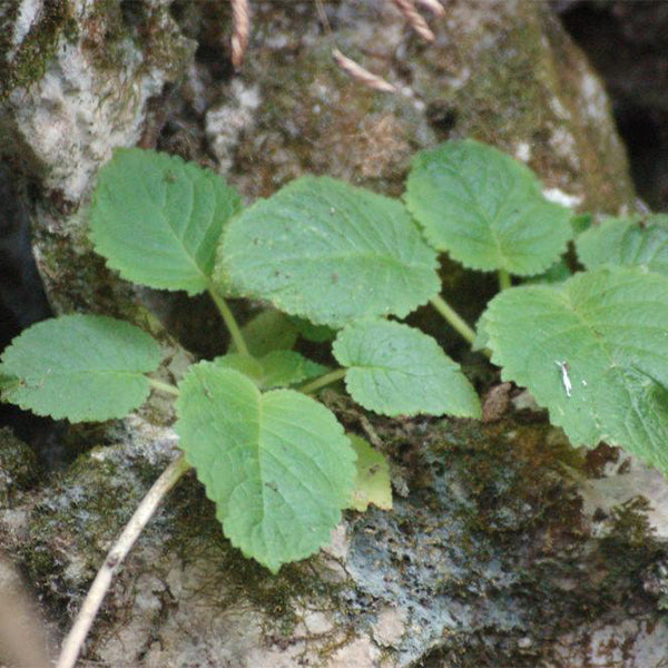 Ornithoboea wildeana