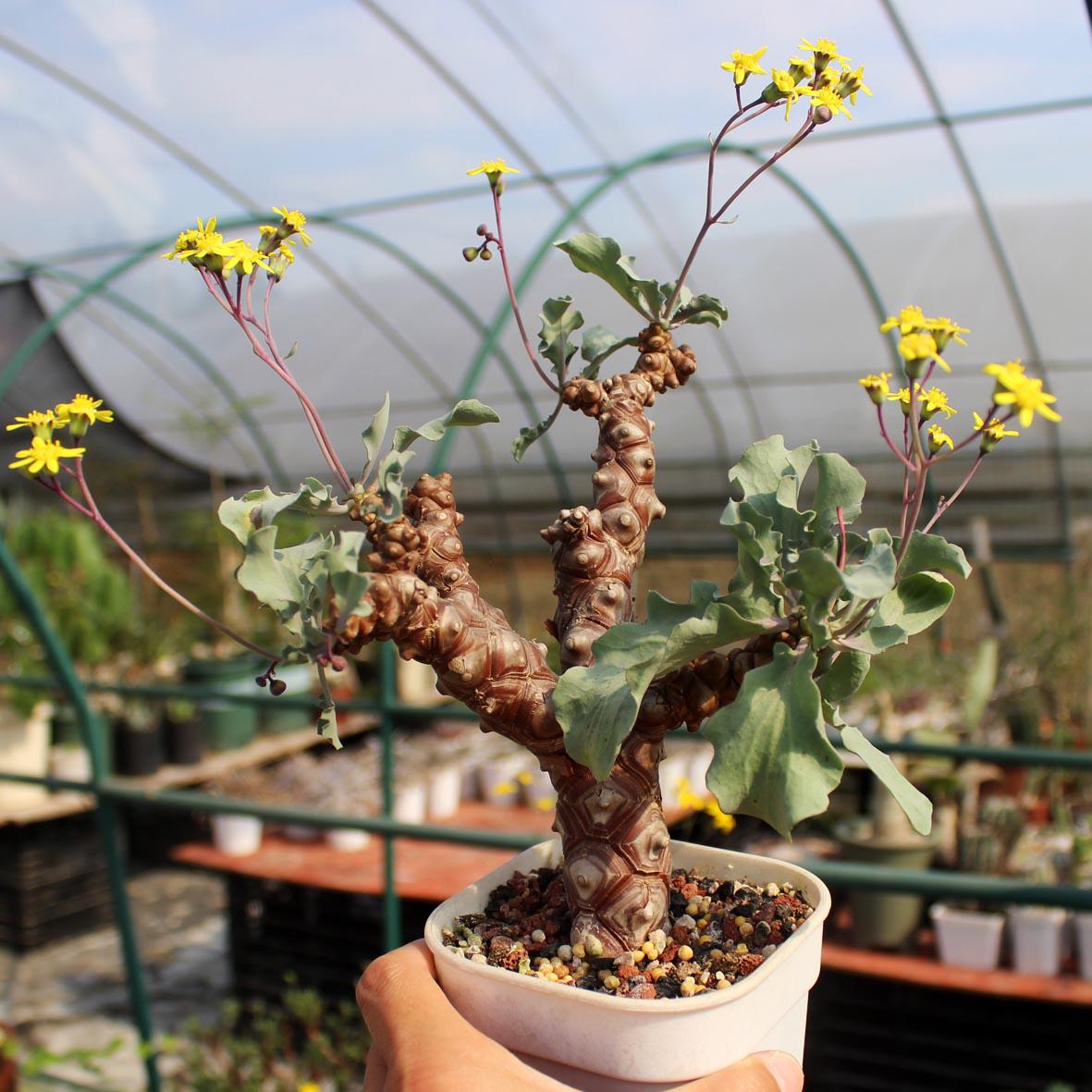 othonna succulent Othonna herrei for Sale