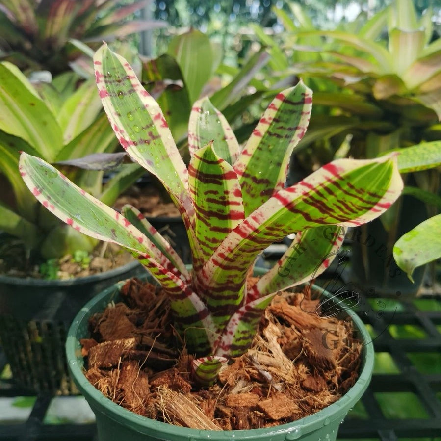 Palmares (Bromeliad Neoregelia)