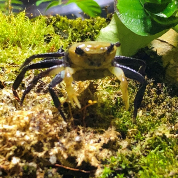 Panda Ninja Crab Lepidothelphusa Cognetti
