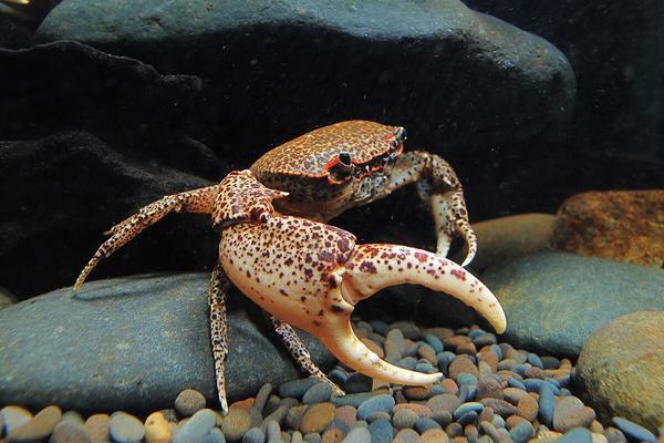 Oriental Panther Crab (Heterochelamon tessellatum)