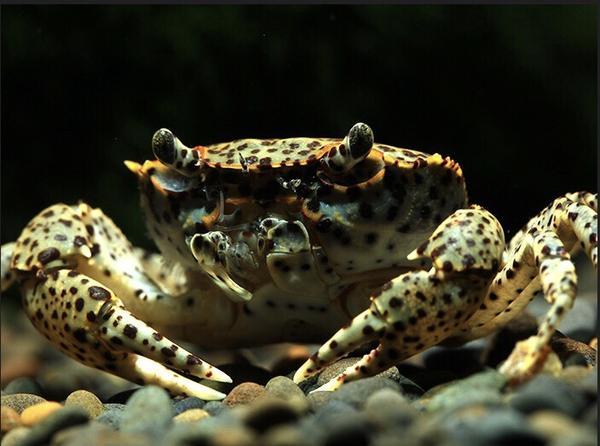Oriental Panther Crab (Heterochelamon tessellatum)