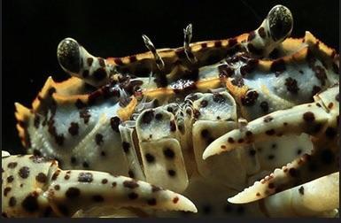 Oriental Panther Crab (Heterochelamon tessellatum)