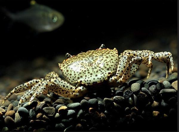 Oriental Panther Crab (Heterochelamon tessellatum)