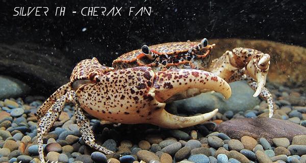 Oriental Panther Crab (Heterochelamon tessellatum)