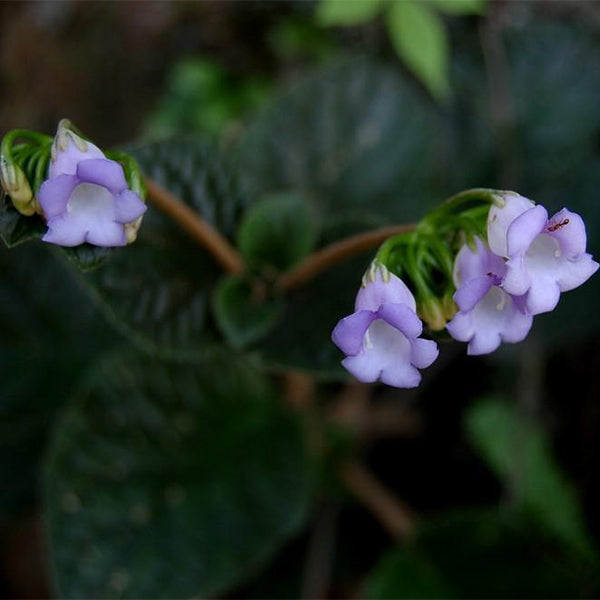 Paraboea rufescens ( Franch. ) Burtt.
