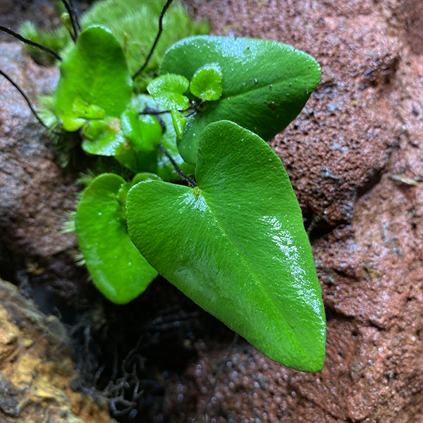 Parahemionitis cordata