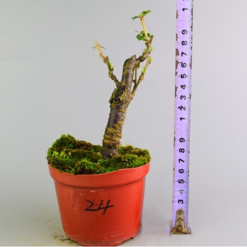 Serissa Bonsai Type 2(Serissa serissoides)