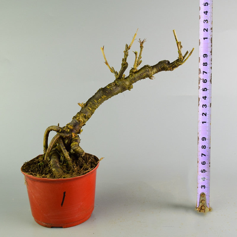 Serissa Bonsai Type 2(Serissa serissoides)