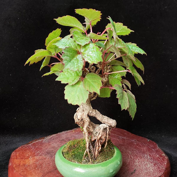 Parthenocissus Tricuspidata Bonsai（Parthenocissus tricuspidata）