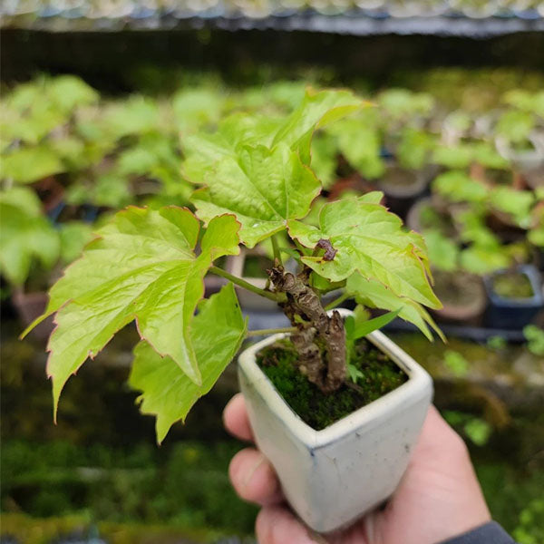 Parthenocissus Tricuspidata Bonsai（Parthenocissus tricuspidata）