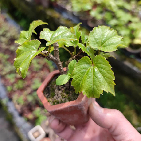 Parthenocissus Tricuspidata Bonsai（Parthenocissus tricuspidata）