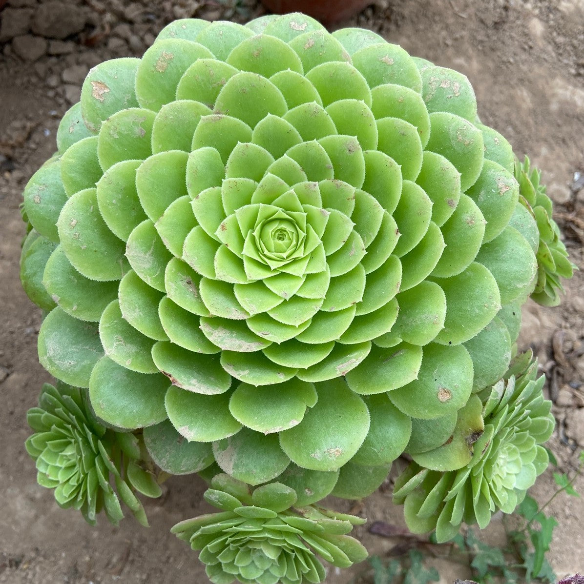 succulent dinner plate Party Platter(Aeonium)