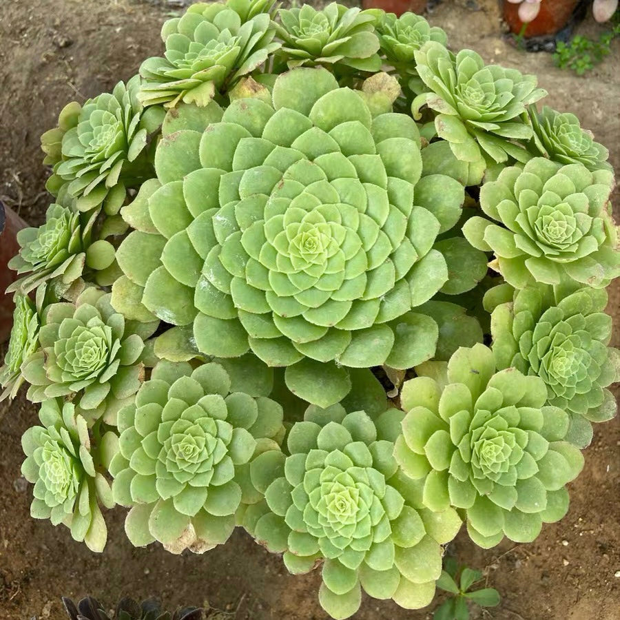 Party Platter(Aeonium)