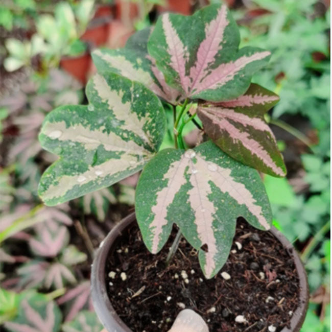 red vine house plant Tri-colored Passion Vine (Cissus sp.) for Sale