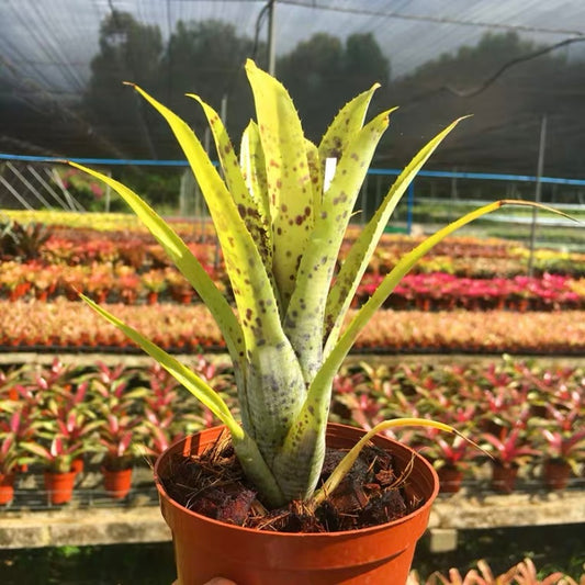 Pauciflora (Bromeliad  Neoregelia)