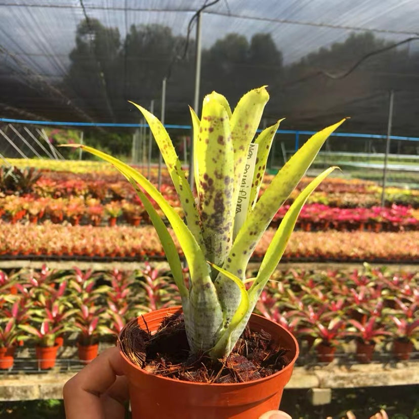 Pauciflora (Bromeliad Neoregelia)